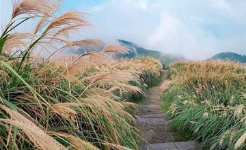 陽明山芒花季｜冷水坑七星山：北部最佳賞芒步道，滿山遍野芒花盛開可同時欣賞壯闊山景！