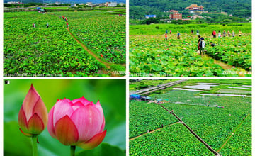 新北金山｜金山清水濕地。蓮花、牡丹蓮盛開。小鶴黃老伯的蓮花田，免費入園參觀