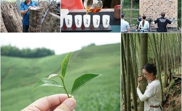 南投彰化一日遊！竹山大鞍竹林步道與茶鄉，二水鄉攀岩與水利，文化物產深度之旅