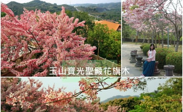 2021玉山寶光聖殿花旗木 啜一口粉紅酡顏，微醺於美麗春景