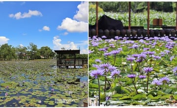 花蓮｜吉安蓮城蓮：花蓮市郊賞蓮天堂！免費入園賞滿池蓮花，品嘗特色清香蓮花茶