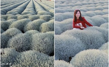 雲林虎尾｜姚正宮波波草：千棵圓滾滾波波海浪閃著銀白光芒，一球球相連如地毯！