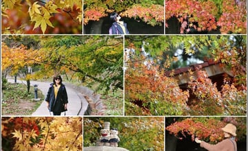 台中｜福壽山農場：打卡季節限定楓紅！楓葉綠橙黃紅層次之美，醉在楓景裡