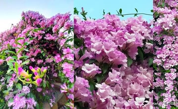 新北｜泰山楓樹河濱公園「蒜香藤」花季：打卡浪漫粉紅花海！整條花道盛開，把握花期賞花去