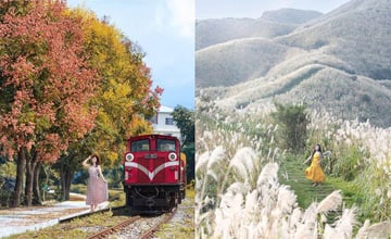 秋天就要這樣玩！2023全台賞楓、芒草、雲海、落羽松必去美景一次看