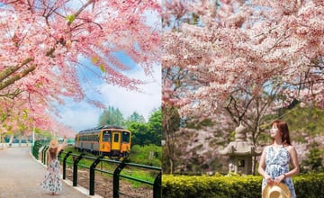 全台11個「花旗木秘境」推薦，同框鐵道、小火車！快來追季節限定的粉色花海！