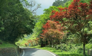 宜蘭｜北橫公路紫葉槭景觀：春夏也能賞楓紅！明池森林遊樂區夢幻路段，紫紅與天青交錯美不勝收