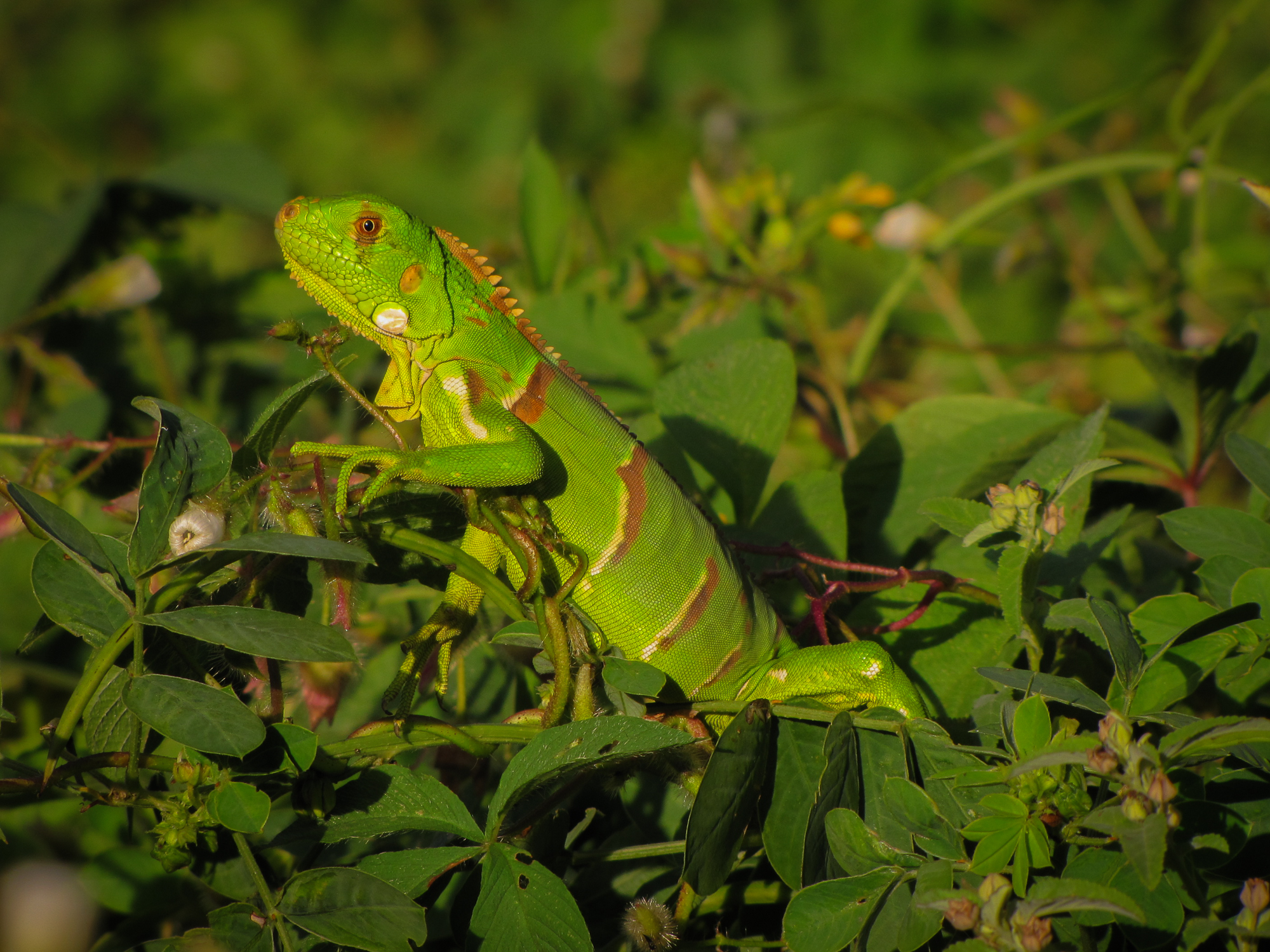 Lizard at Brejo da Madre de Deus - Pernambuco Karla Paiva