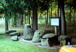 The Gilboa Fossils from the Wattieza tree located in Gilboa, New York.jpg