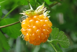 Salmon berries