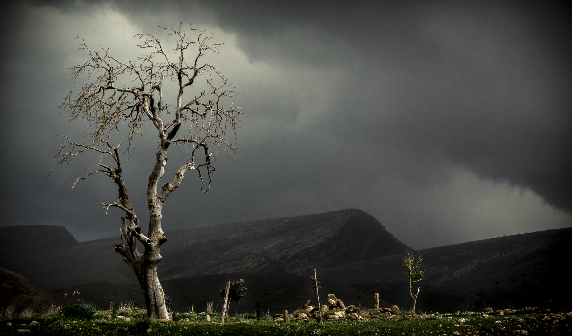 A Tree at the Cemetery in Iraqi Kurdistan by User:Rawen Pasha