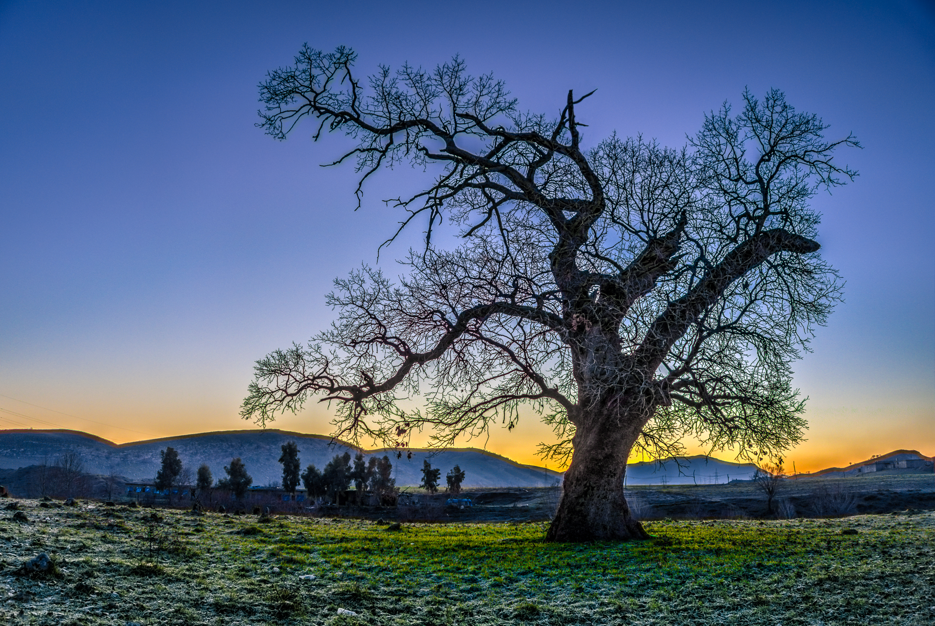 A Tree at the Cemetery in Iraqi Kurdistan by User:Rawen Pasha