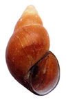 Bithynia siamensis goniomphalos shell.png