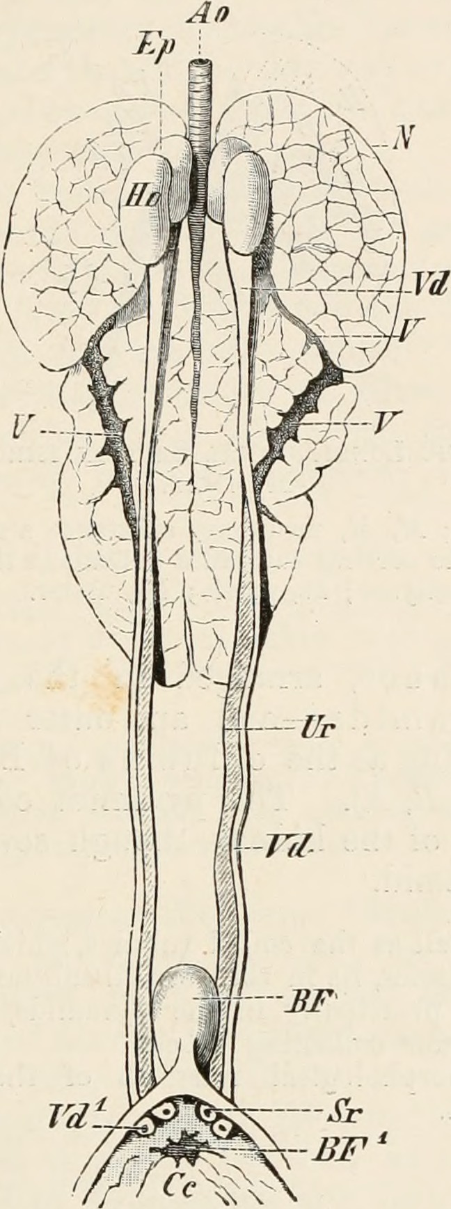 Elements of the comparative anatomy of vertebrates (1886) (20624070173)