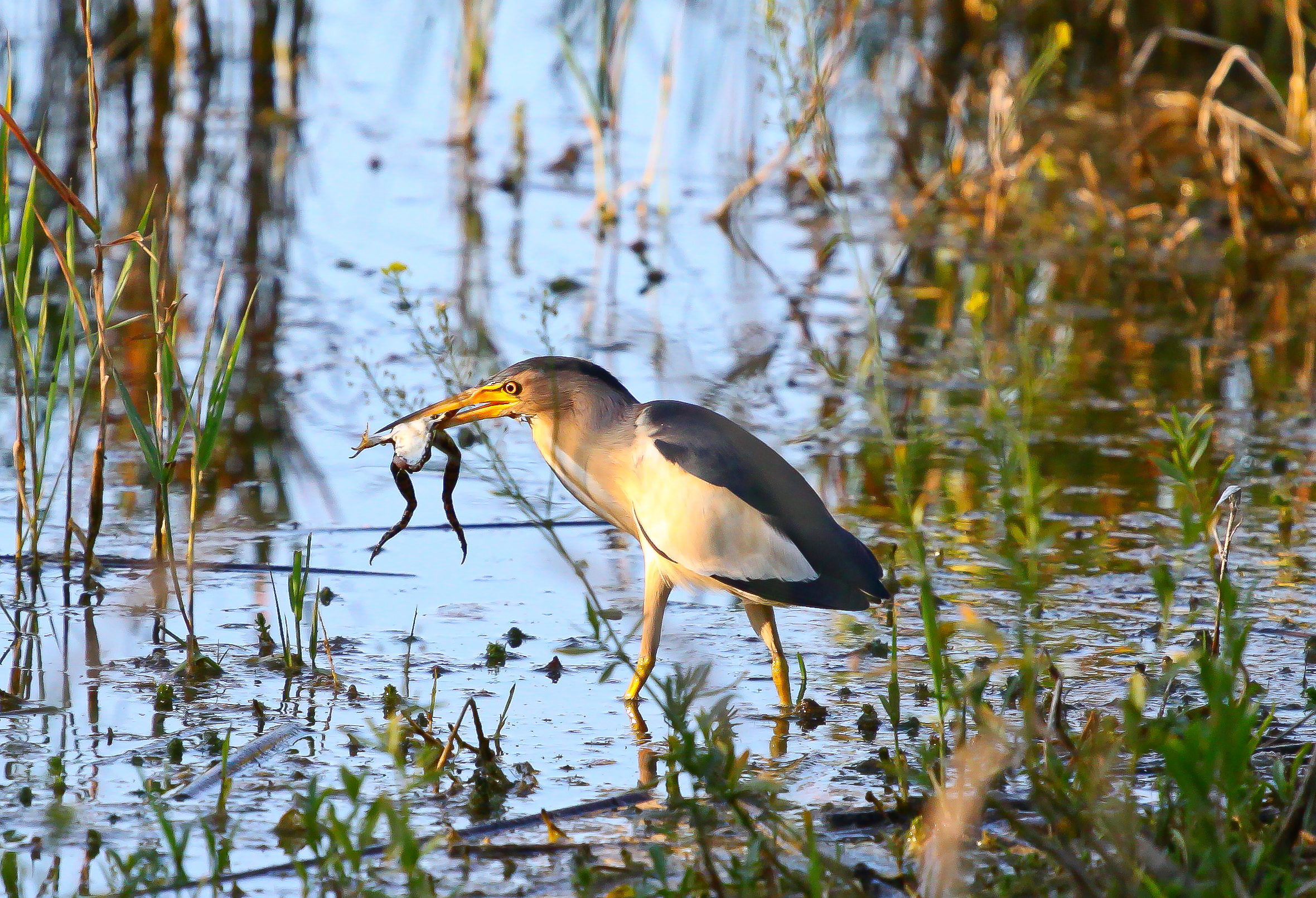 Little bittern in Aldomirovtsi marsh (Biser Todorov)