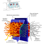 Desmosome cell junction es.svg