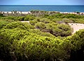 Català: Dunes Español: Dunas de Guardamar