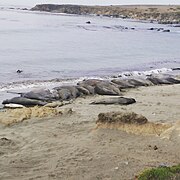 Elephant seals 2015 - Sarah Stierch.jpg