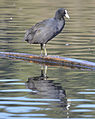 Eurasian Coot