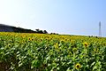 Sightseeing farm Flower garden / 観光農園花ひろば