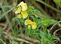 Commelina africana