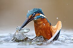 First place: Common kingfisher (Alcedo atthis) hunting in water. Natural reserves and contiguous areas of the Po River belt, Provincia di Vercelli, Piedmont, Italy – Atribución: Luca Casale / CC BY SA 4.0