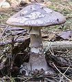 Amanita porphyria