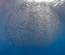 School of trumpetfishes (Macroramphosus scolopax), Faial-Pico Channel, Azores Islands, Portugal