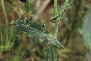 Caulanthus coulteri