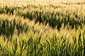 * Nomination Barley field at Sythener Hellweg in backlight in Hausdülmen, Dülmen, North Rhine-Westphalia, Germany --XRay 04:44, 29 May 2022 (UTC) * Promotion  Support Good quality -- Johann Jaritz 04:45, 29 May 2022 (UTC)