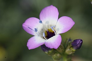 Gilia latiflora