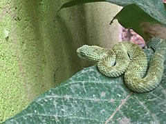 Green bush viper