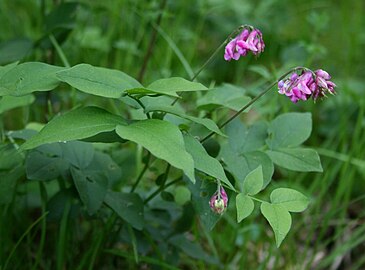 Lathyrus venetus