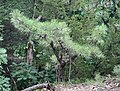 Tree, Pinnacle Rock, Connecticut