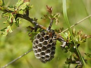   Polistes bischoffi