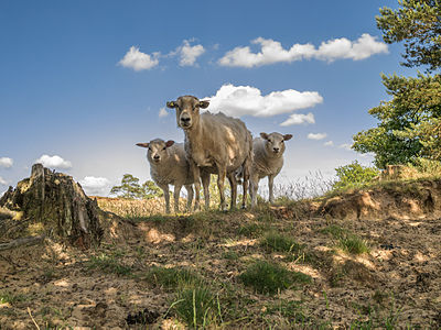 Tweede prijs foto: Schapen op het Aekingerzand. Author: Uberprutser — Uberprutser