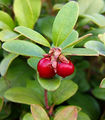 Vaccinium vitis-idaea (lingonberry or cowberry)