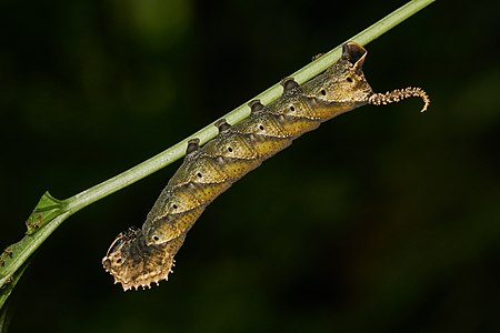 Acherontia sp. (Death's-head hawkmoth), caterpillar