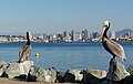 California Brown Pelicans