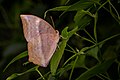 * Nomination: Close wing basking position of Discophora sondaica (Boisduval, 1836) - Common Duffer --ManaskaMukhopadhyay 08:39, 17 May 2023 (UTC) * * Review needed