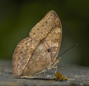 Common yellow gilder (Cymothoe egesta egesta) underside 2