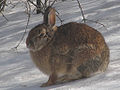 Winter coat, Ottawa, Ontario