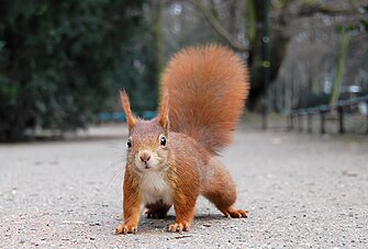 Ardilla roja con las orejas estiradas por el frío en el Hofgarten (Düsseldorf)