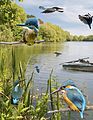 ID composite, Britain