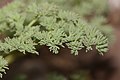 Lomatium grayi