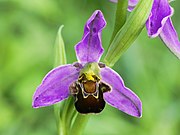 Ophrys apifera