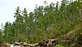 Caribbean pines, Mountain Pine Ridge Forest Reserve