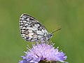 37 Schachbrett Melanargia galathea uploaded by böhringer friedrich, nominated by böhringer friedrich