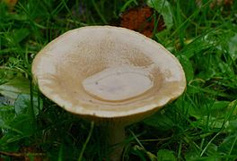 Water-gathering fungus