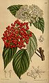 "Viburnum_betulifolium_142-8672.jpg" by User:Franz Xaver